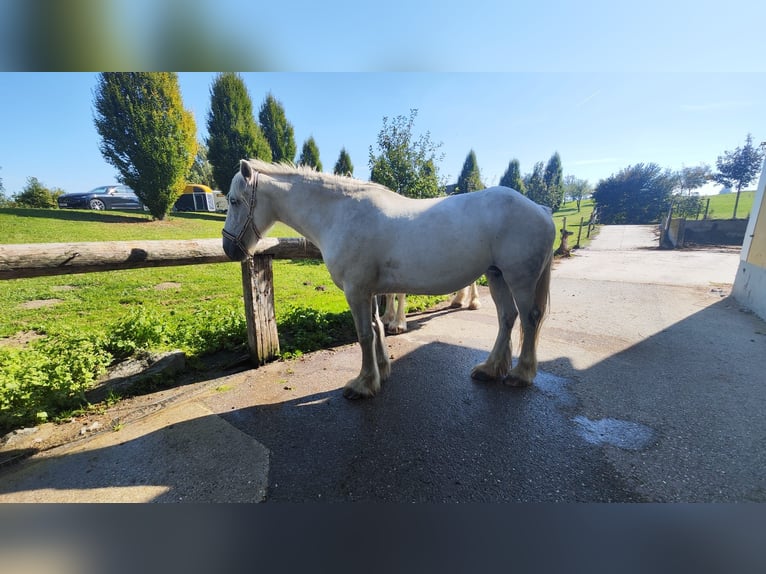 Shire Horse Stute 11 Jahre 169 cm Schimmel in Hörstorf