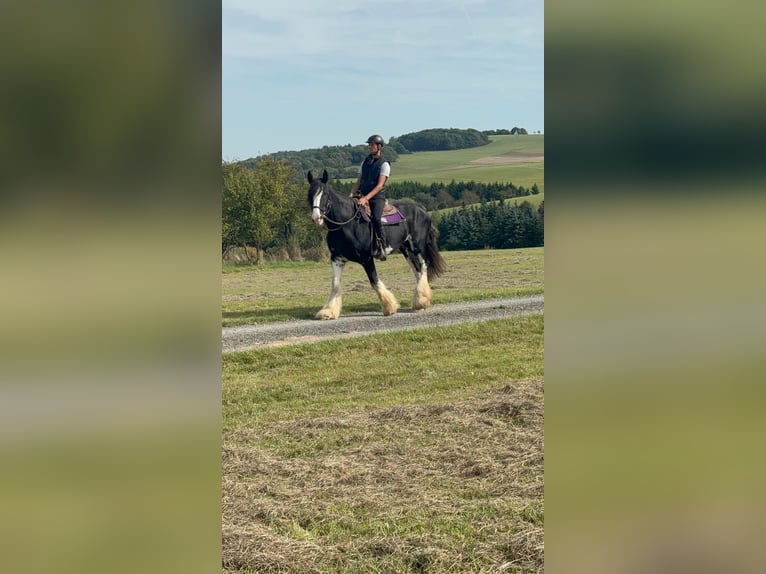 Shire Horse Stute 11 Jahre 180 cm Rappe in Blankenheim