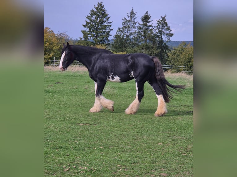Shire Horse Stute 11 Jahre 180 cm Rappe in Blankenheim
