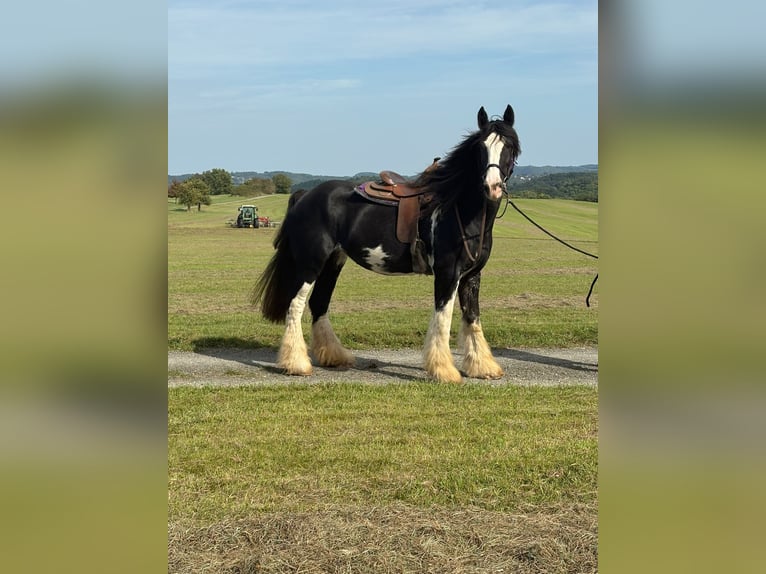 Shire Horse Stute 11 Jahre 180 cm Rappe in Blankenheim