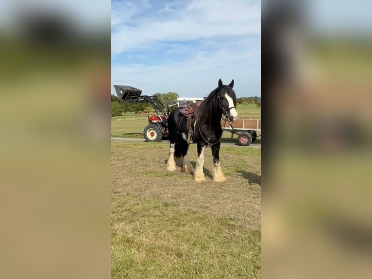 Shire Horse Stute 11 Jahre 180 cm Rappe in Blankenheim