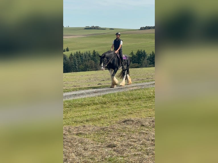 Shire Horse Stute 11 Jahre 180 cm Rappe in Blankenheim