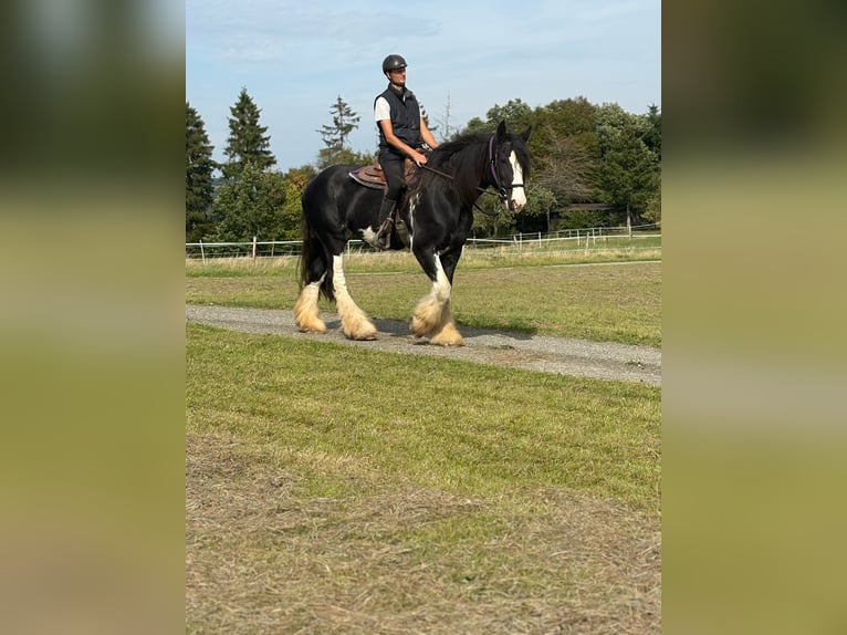 Shire Horse Stute 11 Jahre 180 cm Rappe in Blankenheim