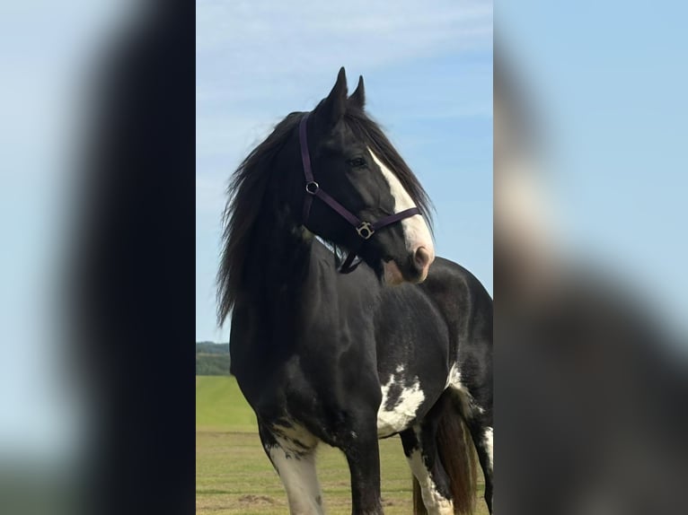 Shire Horse Stute 11 Jahre 180 cm Rappe in Blankenheim