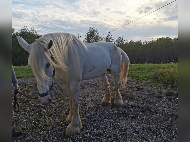 Shire Horse Stute 11 Jahre 180 cm Schimmel in Ried im Innkreis Shire Horse Stute 11 Jahre 180 cm Schimmel in Ried im Innkreis