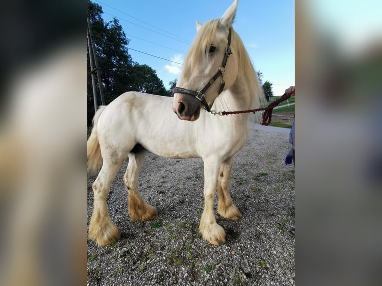 Shire Horse Stute 11 Jahre 180 cm Schimmel in Ried im Innkreis