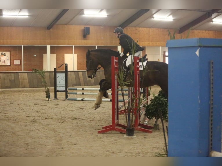Shire Horse Stute 11 Jahre 183 cm Brauner in Hengelo