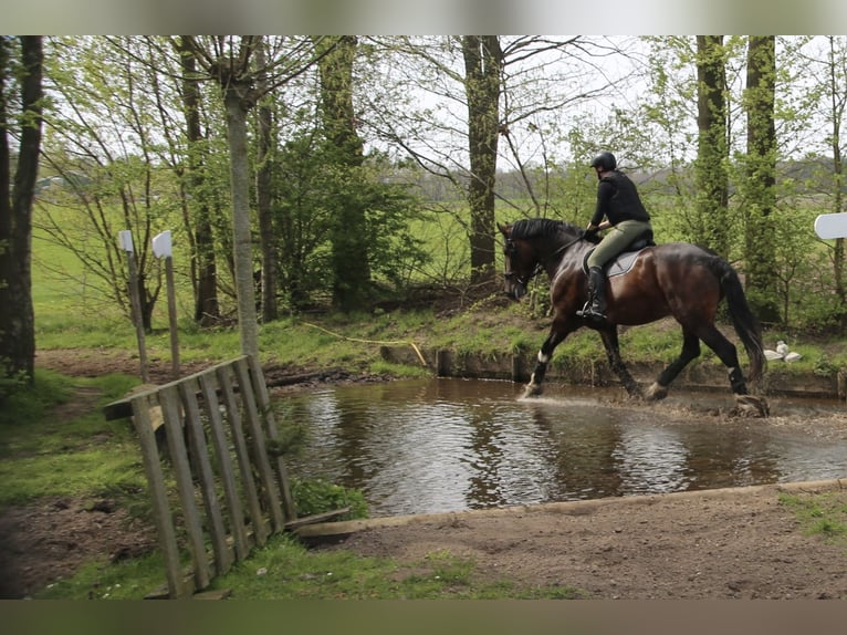 Shire Horse Stute 11 Jahre 183 cm Brauner in Hengelo