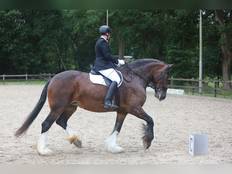 Shire Horse Stute 11 Jahre 183 cm Brauner in Hengelo