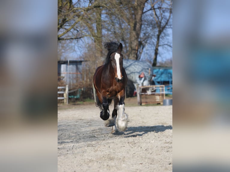 Shire Horse Stute 11 Jahre 183 cm Brauner in Hengelo