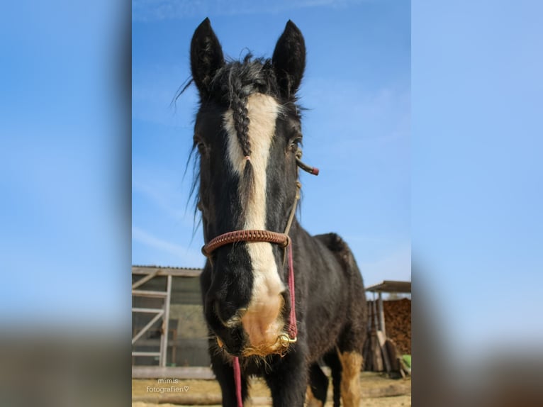 Shire Horse Stute 11 Jahre 185 cm Rappe in Eschwege