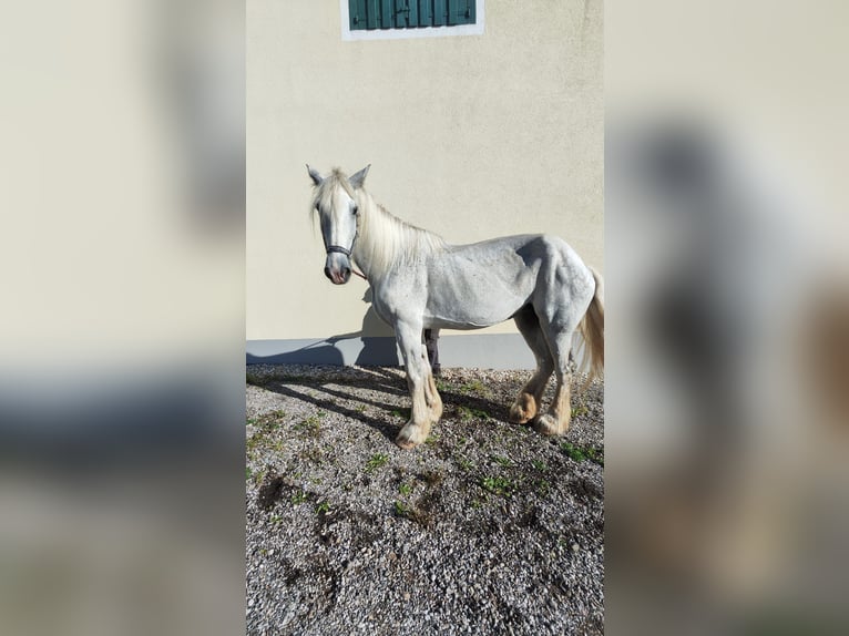 Shire Horse Stute 11 Jahre 187 cm Schimmel in Eferding