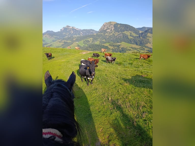 Shire Horse Stute 11 Jahre 188 cm Rappe in Ebnet