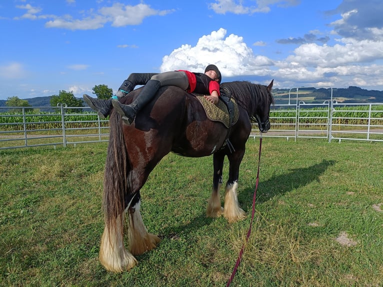 Shire Horse Stute 11 Jahre 188 cm Rappe in Ebnet