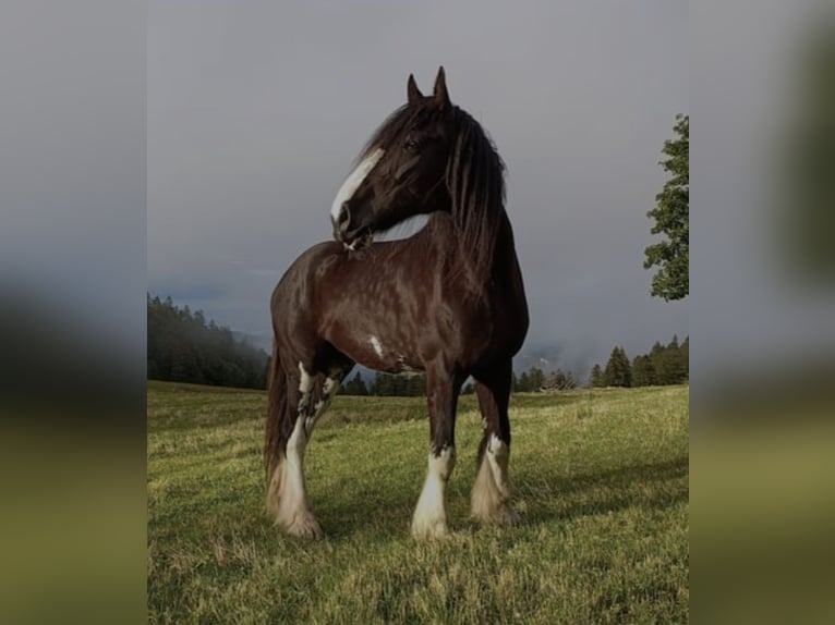 Shire Horse Stute 11 Jahre 188 cm Rappe in Ebnet