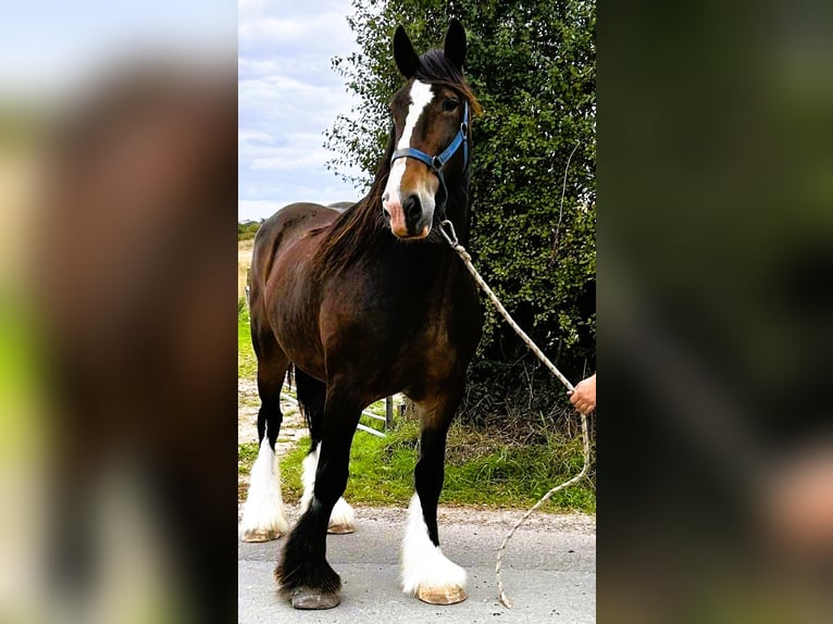 Shire Horse Stute 11 Jahre  in whitegate