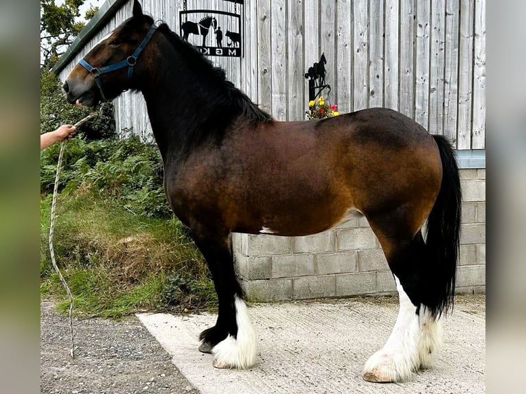 Shire Horse Stute 11 Jahre in whitegate Shire Horse Stute 11 Jahre in whitegate