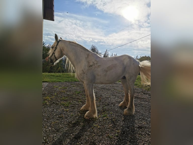 Shire Horse Stute 12 Jahre 177 cm Schimmel in Ried im Innkreis