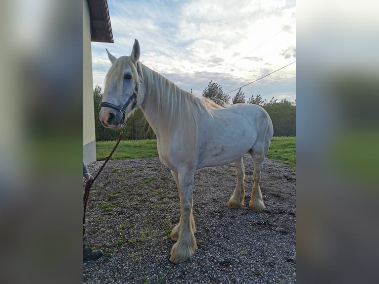 Shire Horse Stute 12 Jahre 180 cm Schimmel in Ried im Innkreis