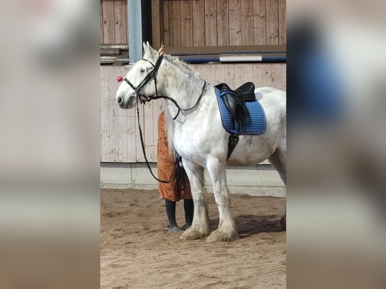 Shire Horse Stute 13 Jahre 177 cm Schimmel in Ried im Innkreis