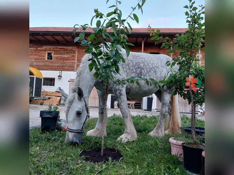 Shire Horse Stute 13 Jahre 177 cm Schimmel in Ried im Innkreis