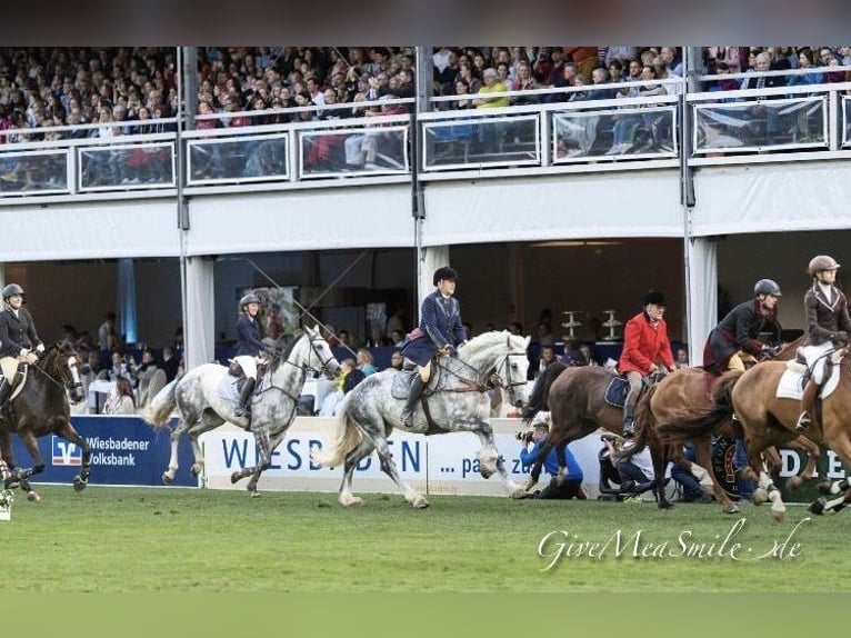 Shire Horse Mix Stute 13 Jahre 188 cm Apfelschimmel in Groß Rönnau