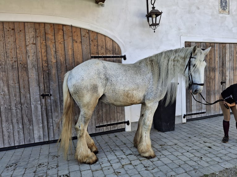 Shire Horse Stute 14 Jahre 180 cm Schimmel in Ried im Innkreis