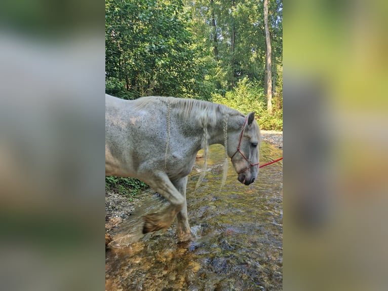 Shire Horse Stute 14 Jahre 180 cm Schimmel in Ried im Innkreis