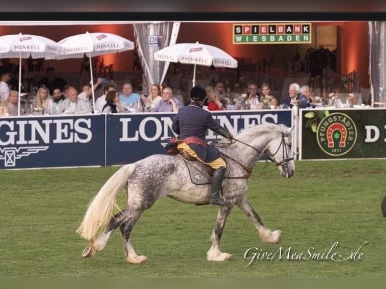Shire Horse Mix Stute 14 Jahre 188 cm Apfelschimmel in Groß Rönnau