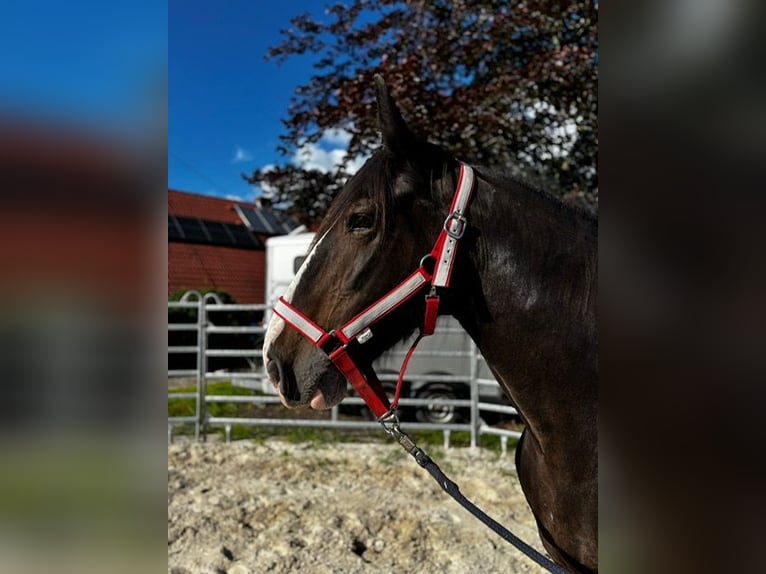 Shire Horse Stute 15 Jahre 176 cm Dunkelbrauner in Wittmund