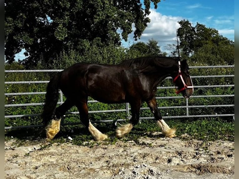 Shire Horse Stute 15 Jahre 176 cm Dunkelbrauner in Wittmund