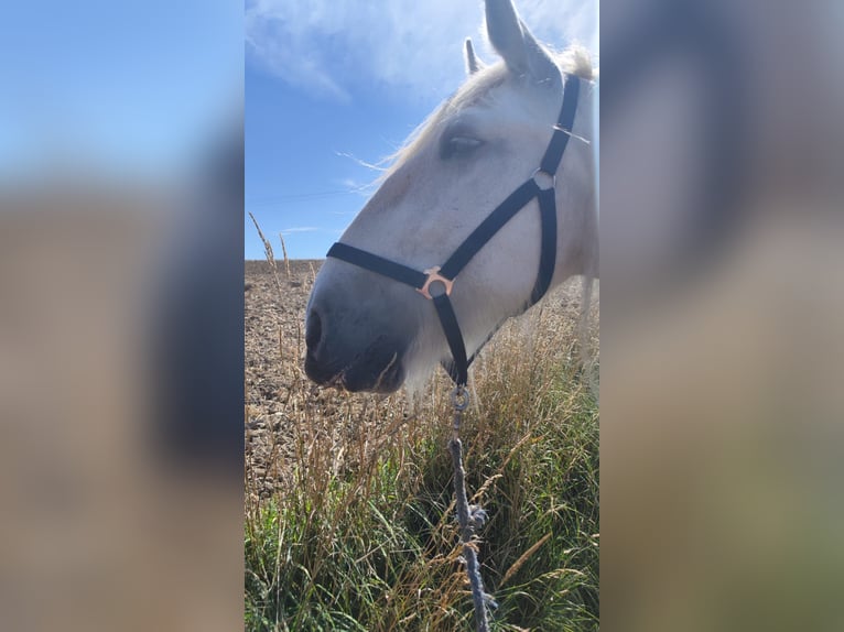 Shire Horse Stute 15 Jahre 176 cm Schimmel in Ried im Innkreis