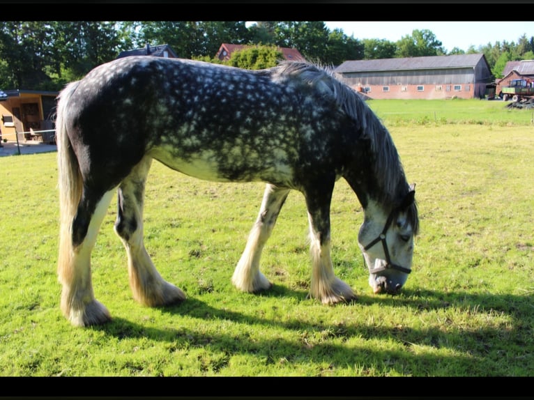 Shire Horse Stute 15 Jahre 178 cm Schimmel in Gnarrenburg