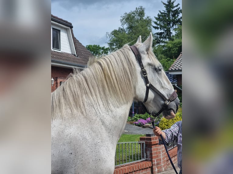 Shire Horse Stute 15 Jahre 178 cm Schimmel in Gnarrenburg
