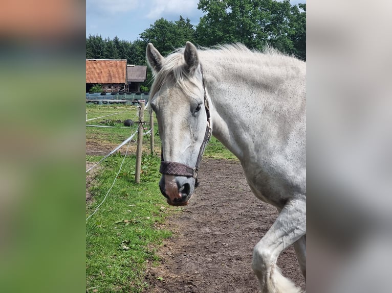 Shire Horse Stute 15 Jahre 178 cm Schimmel in Gnarrenburg