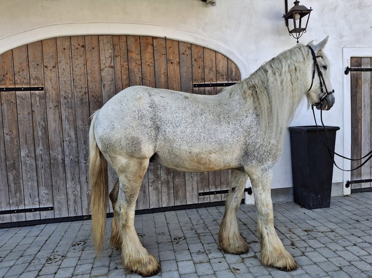 Shire Horse Stute 15 Jahre 180 cm Schimmel in Ried im Innkreis
