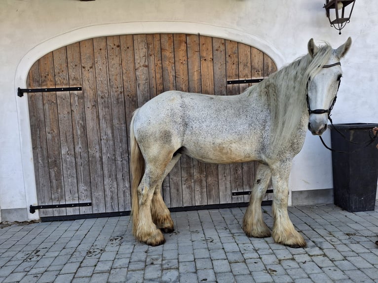 Shire Horse Stute 15 Jahre 180 cm Schimmel in Ried im Innkreis
