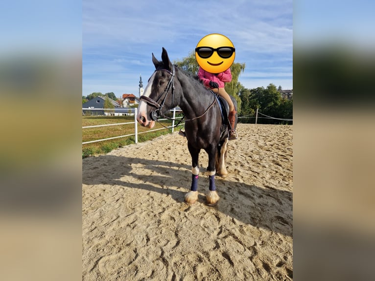 Shire Horse Stute 16 Jahre 175 cm Brauner in Bad F&#xFC;ssing