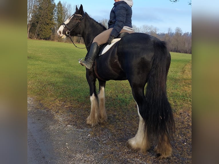 Shire Horse Stute 16 Jahre 175 cm Brauner in Bad F&#xFC;ssing