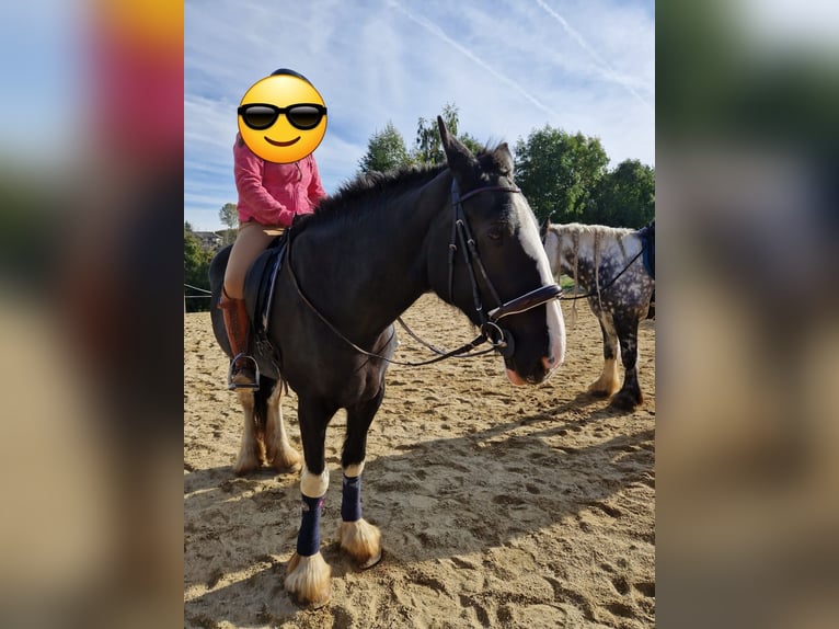 Shire Horse Stute 16 Jahre 175 cm Brauner in Bad F&#xFC;ssing