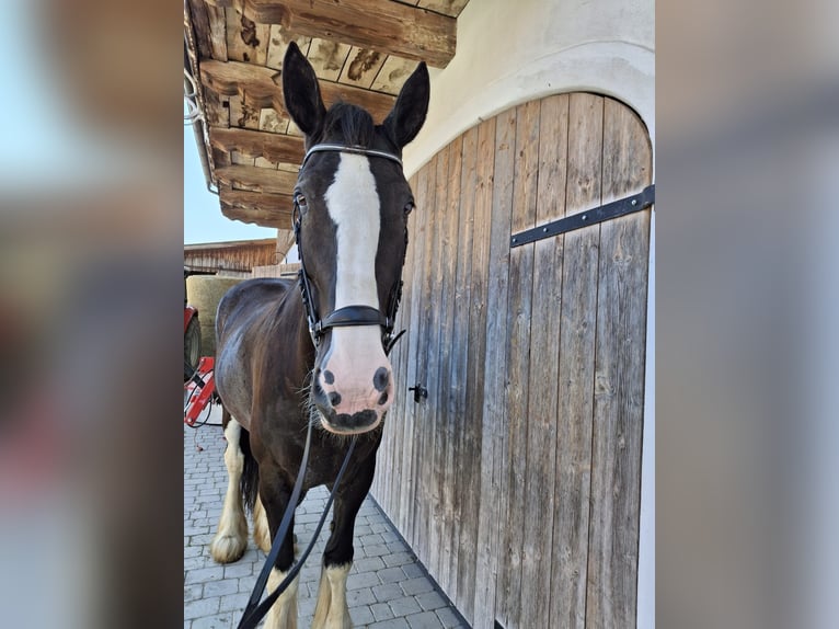 Shire Horse Stute 16 Jahre 175 cm Brauner in Bad F&#xFC;ssing