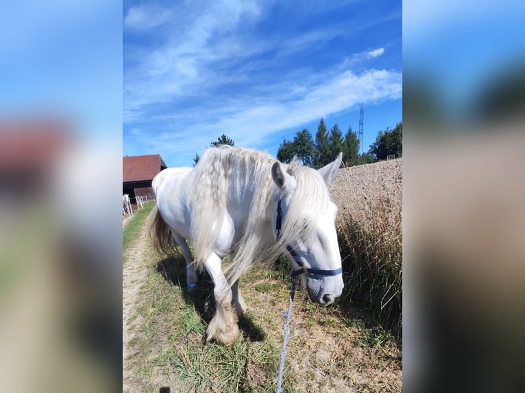 Shire Horse Stute 16 Jahre 176 cm Schimmel in Michaelnbach