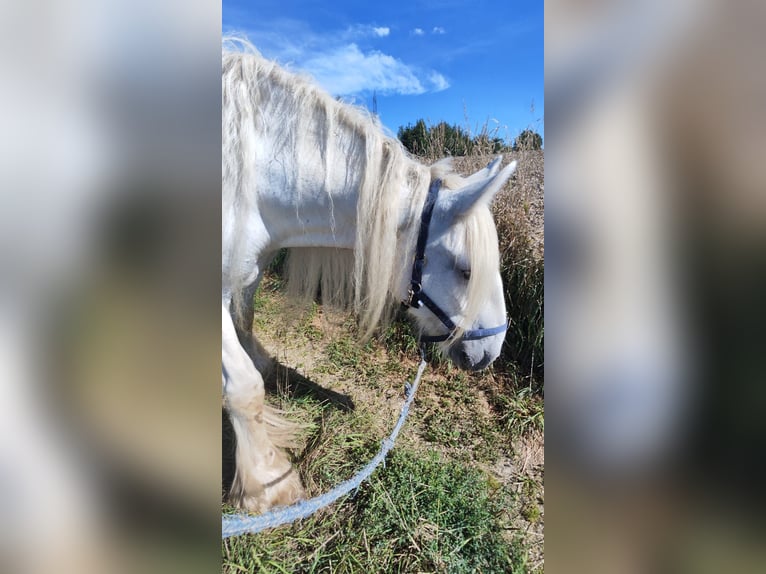 Shire Horse Stute 16 Jahre 176 cm Schimmel in Michaelnbach