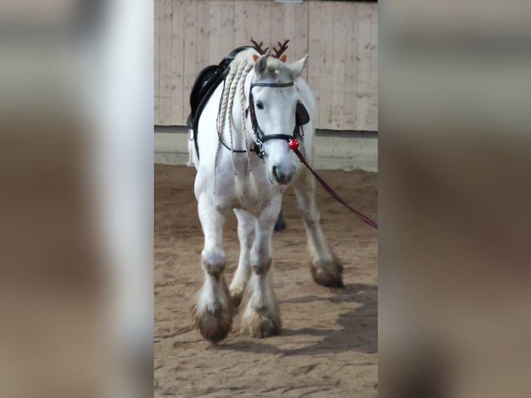 Shire Horse Stute 16 Jahre 176 cm Schimmel in Ried im Innkreis