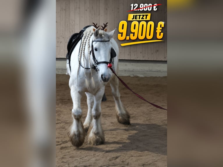 Shire Horse Stute 16 Jahre 176 cm Schimmel in Ried im Innkreis
