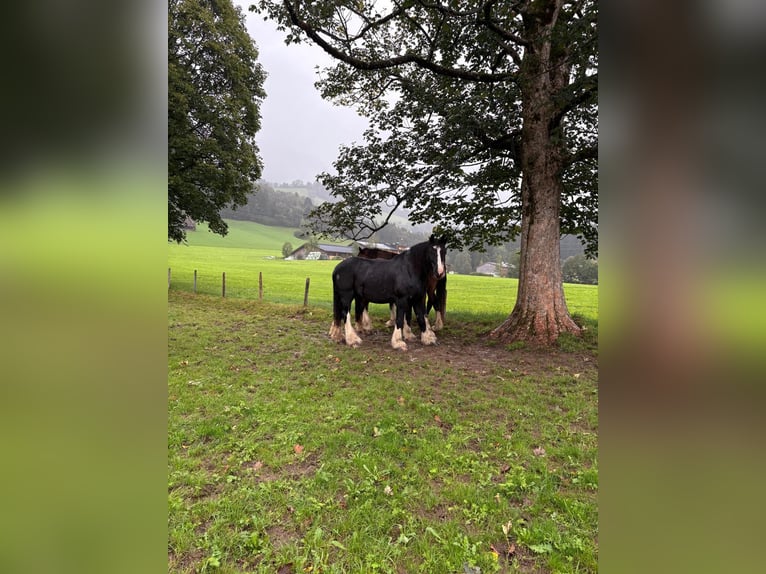 Shire Horse Stute 16 Jahre Rappe in Kitzbühel