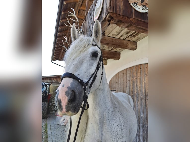 Shire Horse Stute 17 Jahre 173 cm Schimmel in Ried im Innkreis