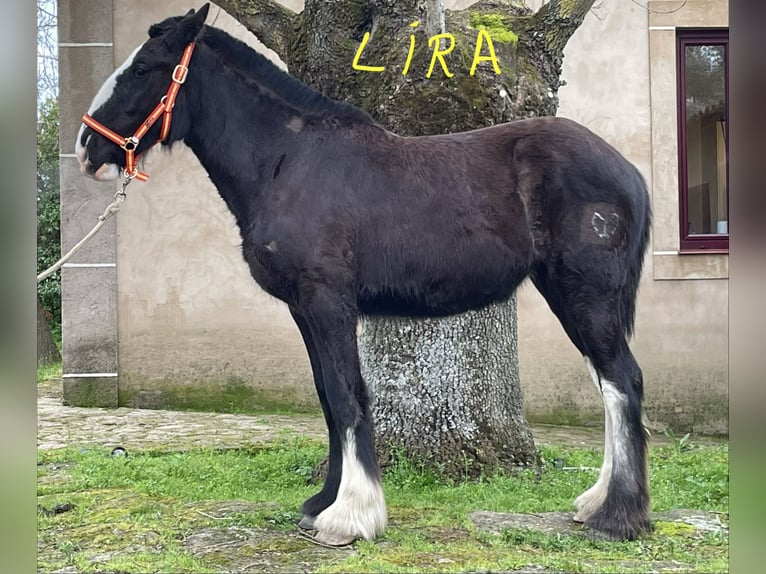 Shire Horse Stute 1 Jahr 155 cm Rappe in FINCA LOS CAÑALES