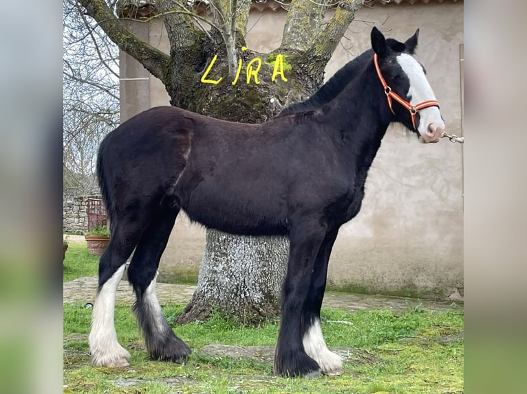Shire Horse Stute 1 Jahr 155 cm Rappe in FINCA LOS CAÑALES