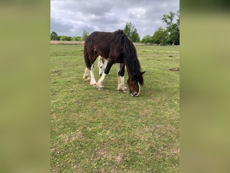 Shire Horse Stute 1 Jahr 160 cm Dunkelbrauner in Nordenham